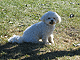 Cuko