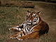 Tigar